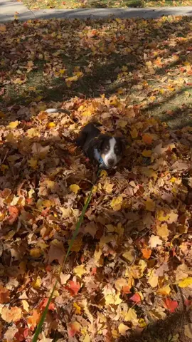 Where is it #cycymyguy #crazypuppy #puppytiktok #AustralianShepherdpuppy #dogsoftiktok 