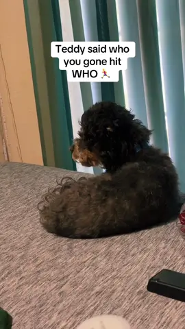 #shihpoo #shihtzu #shihtzusoftiktok #dog #dogsoftiktok 