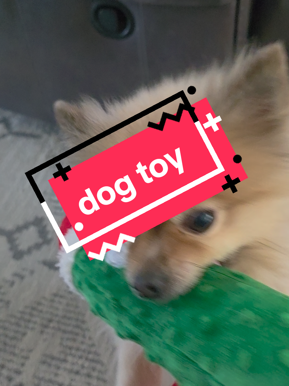 Oliver loves his Christmas pickle #dog #dogtok #cutedog #dogsoftiktok #asmr 