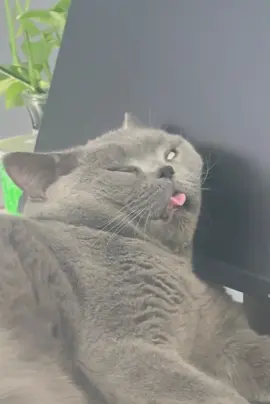 Ai kêu nó z dùm em với