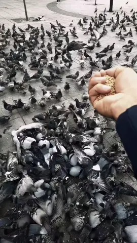 #keşfett #fyp #tik_tok #keşfett #fypppppppppppppppppppppp 