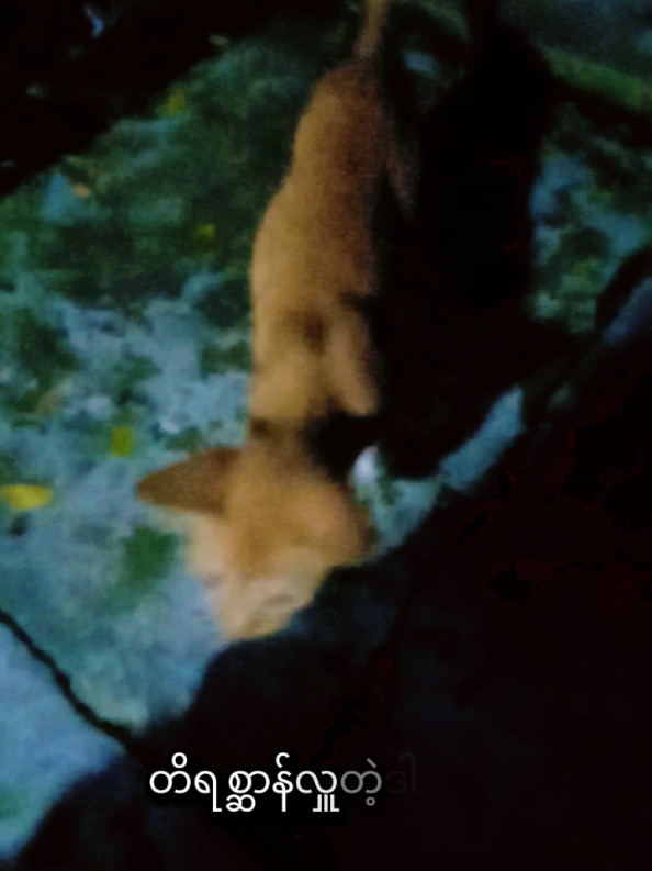 #တိရိစ္ဆာန်လေးတွေကိုချစ်တတ်လား?? #ကြောင်ချစ်သူများအတွက် #ကြောင်ချစ်သူများစုစည်းရာ #ကြောင်ချစ်သူများအတွက်သာ😽😽💜💜 #fyp 