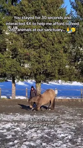 Every kind comment would mean a world to me #horses #shelter #sanctuary #animalsoftiktok #horselovers