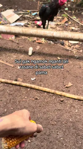 #ayambangkoksuper #pako 