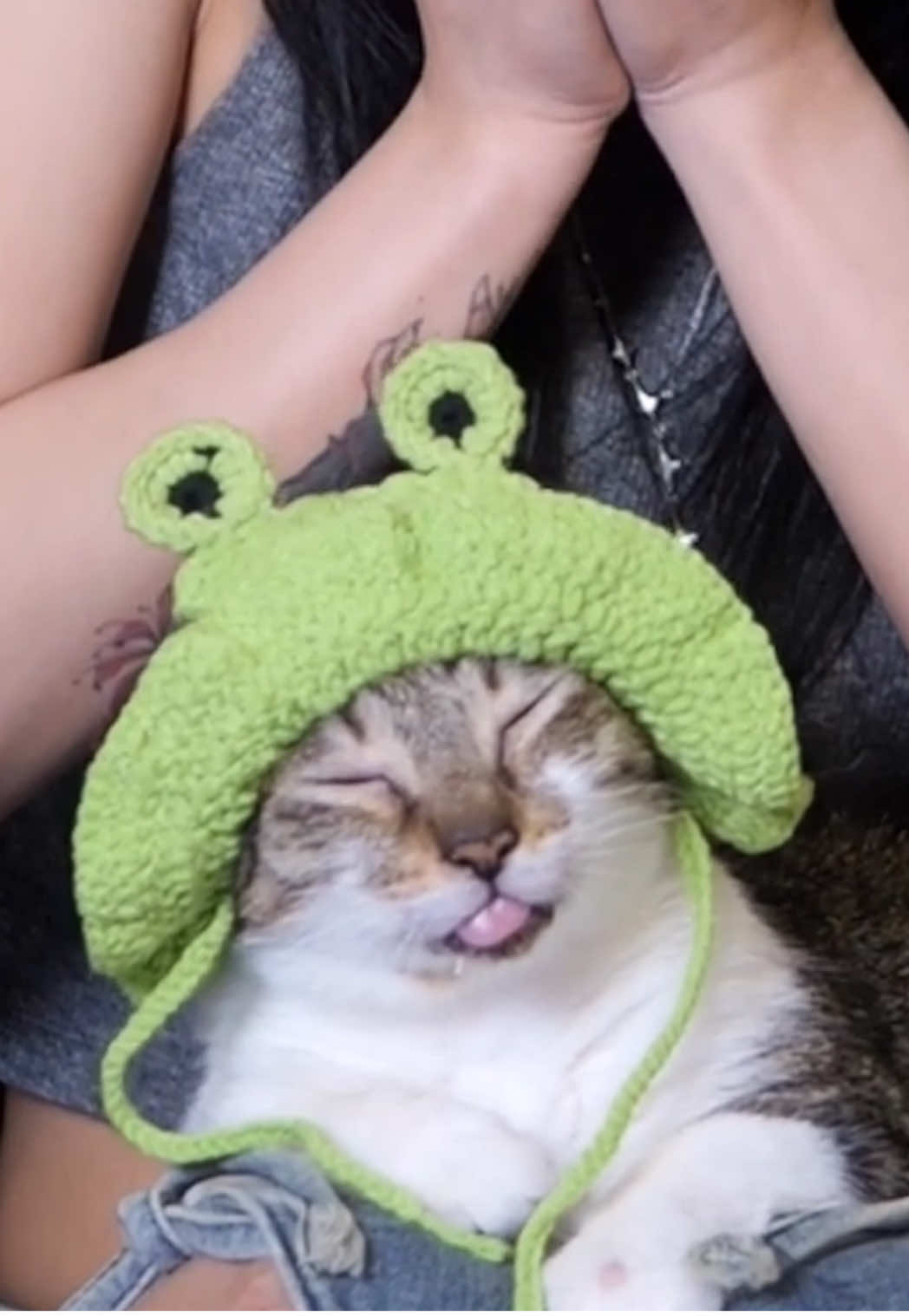 #leezipotato #twitchclips #funnymoments #funnycats #cats 