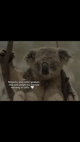 Cafis io wanag.🤍😍 #videoviral #Z4ck..15