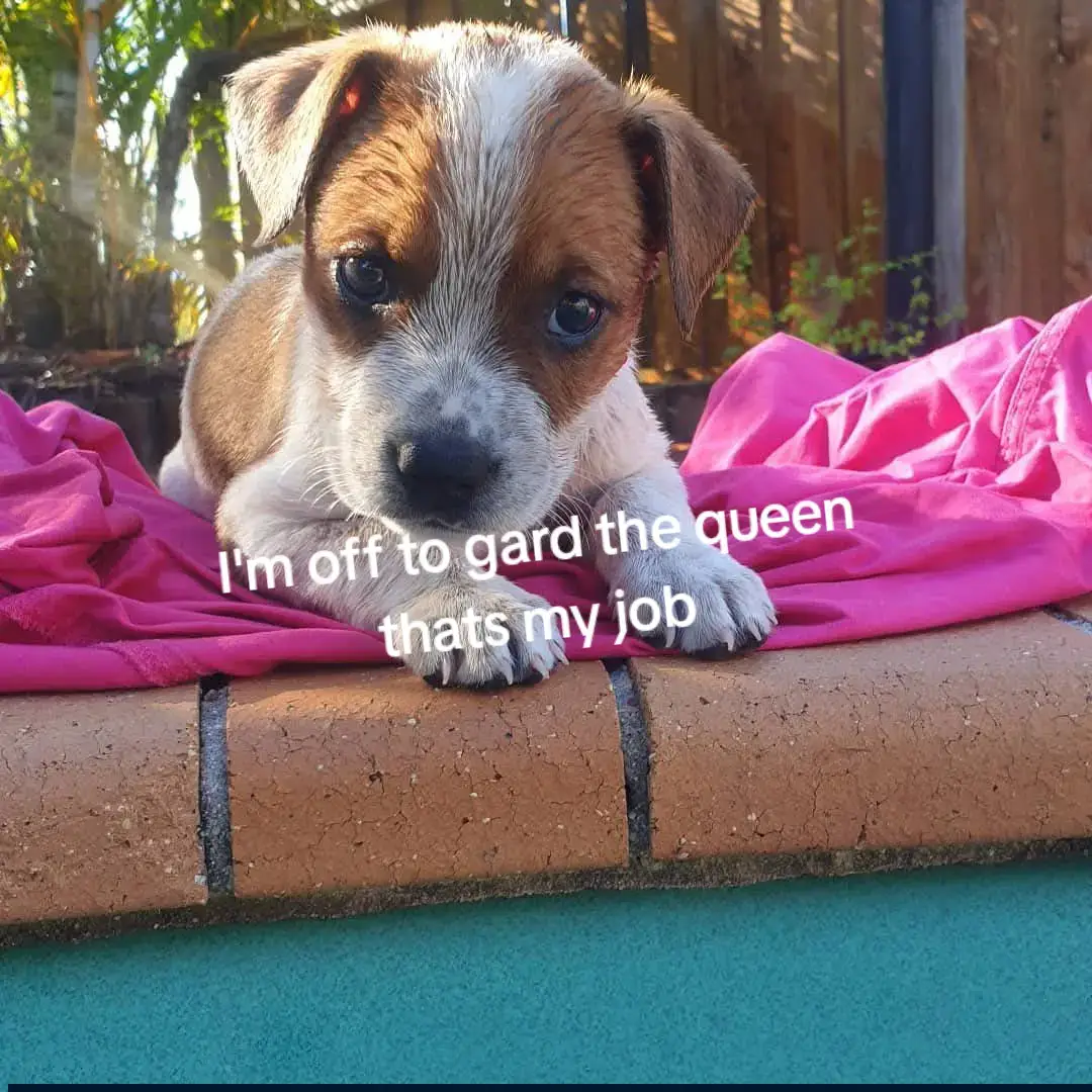 #makemefamous #viral #loveyou #missyou #