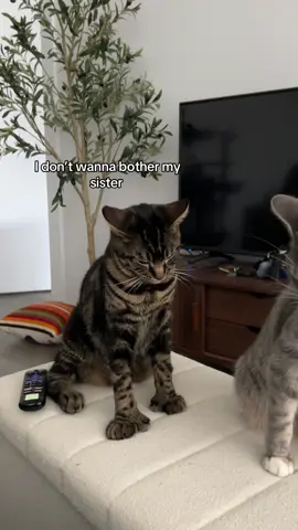 His hands are so big 😭😭 #cat #catsoftiktok #catsiblings 