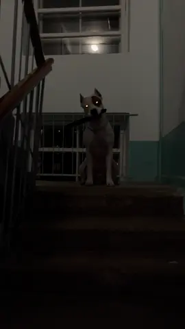 и пошел #рек #рекомендации #амстафф #флеш #собака 