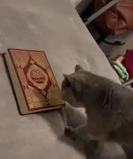 #promomakan1111 #tiktokvirall #jangkouanluas #kucingfypシ #kucingvirall 