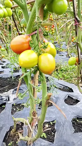 tomat tomat🤣#petaniindonesia🇮🇩🇮🇩🇮🇩🌿🌿 #masukberandafyp #petani #fyp #tomat🍅 