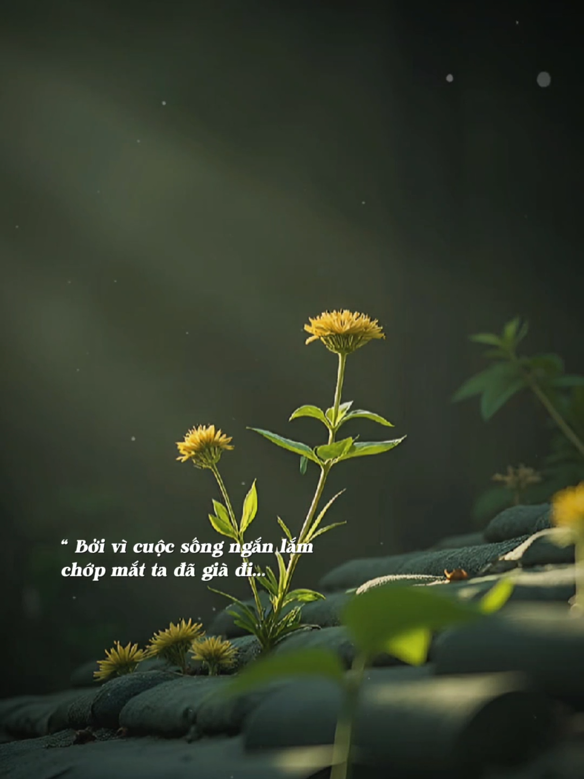 Vì balo ta chẳng to việc gì mà ta phải đắn đo...# #nhachaymoingay #balonhophaidungniemvui 