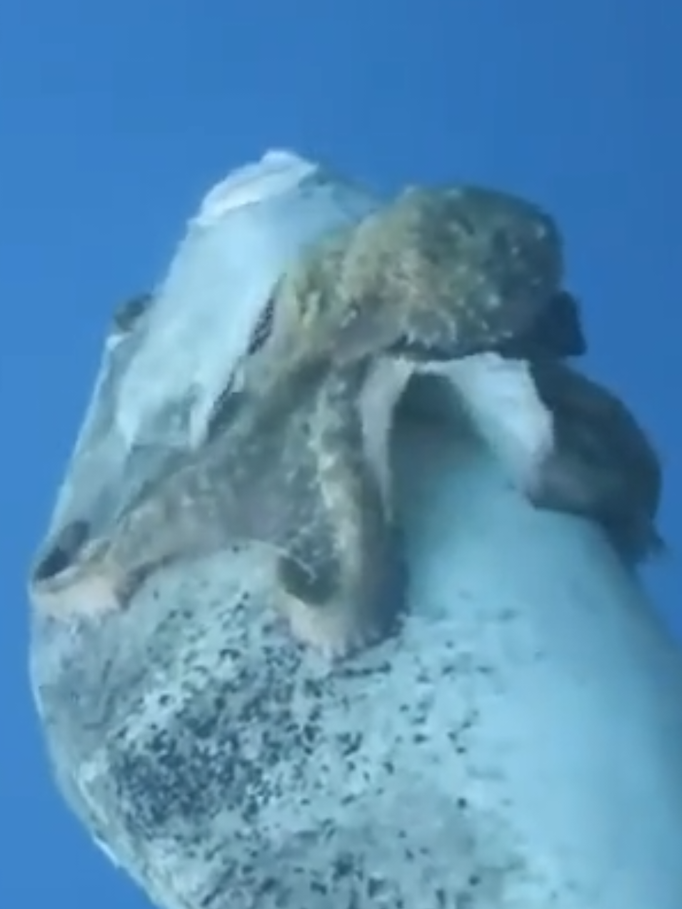 #creatorsearchinsights #millionviews #underwater #octopus #fishing 