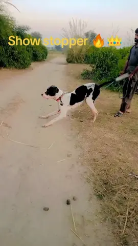 #foryou #toptrending #buledog #dogsofttiktok @shabi Gujjar 👑 @abidgujar190 @چوہدری علی  گجر @GUJJAR YAAR @hajigujjar @king sultan302 
