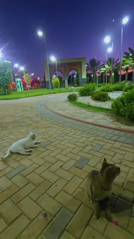 في حاجه ضايعه منك 💔 #fyp #foryou #explore #taif #egypt 