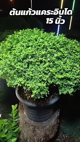 #ต้นแก้วแคระมหามงคล #ต้นแก้วแคระอินโด #สวนกรรณิการ์การ์เด้น 