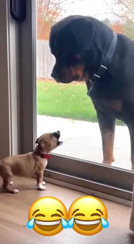 🤣🤣#dogsoftiktok #PetsOfTikTok #catsoftiktok #voiceover #funny 