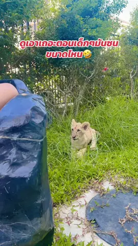 เล่นจนได้เรื่อง #ครอบครัวสายฮา #ลุงฮาร์ต #หนิง #fyp #สรพงษ์ 