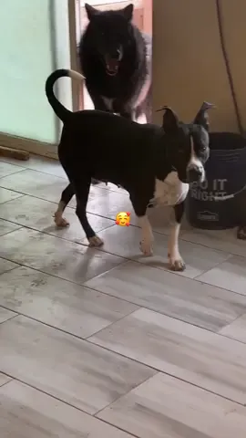 My morning ritual may look different than yours. And that’s ok♥️.                                                     #keeperofthewolves #foryoupage #packpeculiar #savewolves #wolves 