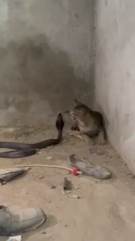 Kucing vs ular cobra. Part 2  #fypシ゚ #pengikut #fypシ゚viral #pencintakucing 