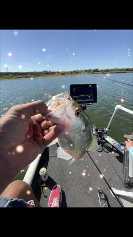 Slabs every weekend bb #crappie #livescope #crappiefishing #fishing #slabs @Combat Jigs @DuckettFishing 