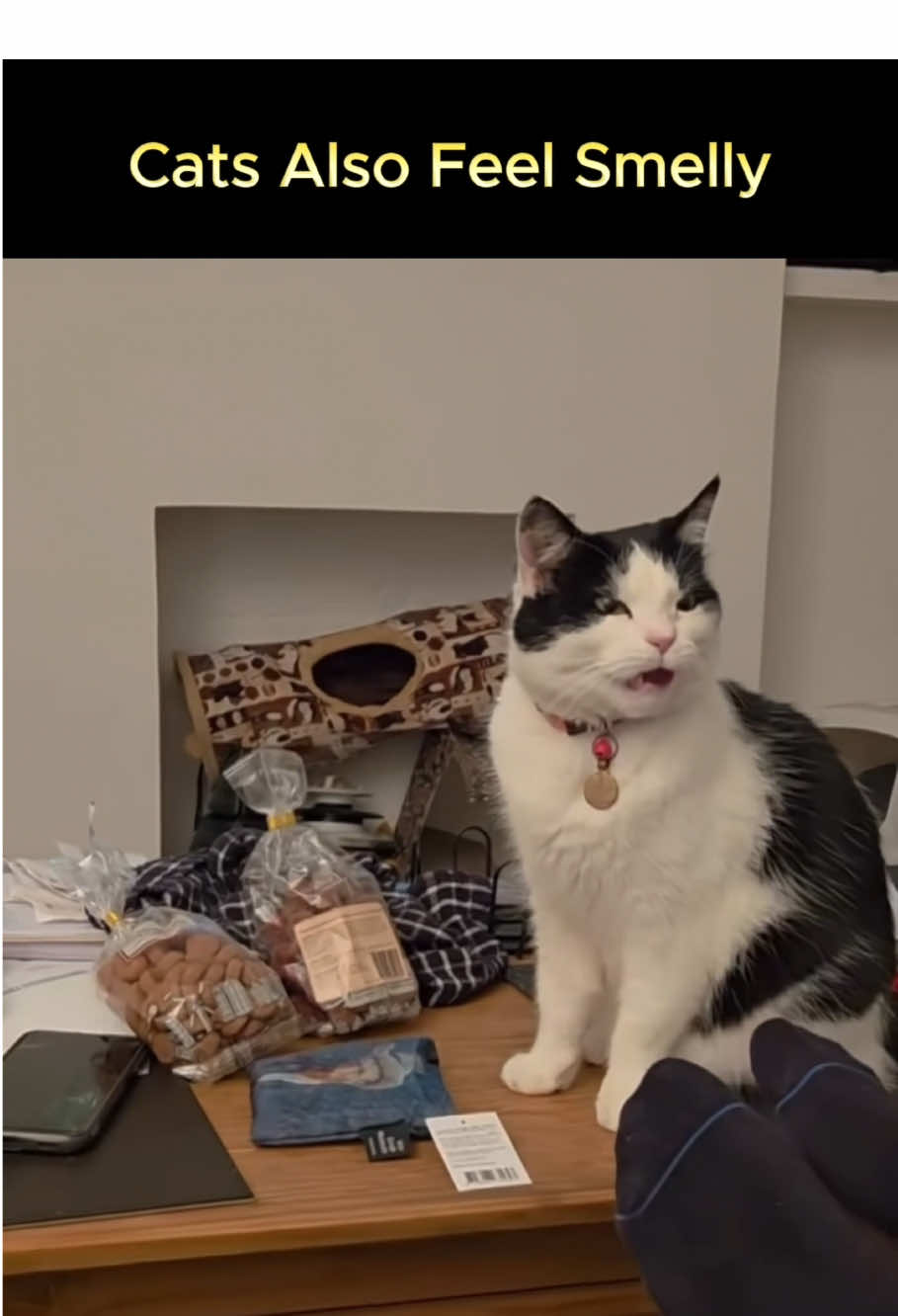 Cat Also feel smelly #cat #catlover #funnycat #funnytiktok #fr 