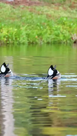 Synchronicity. I could watch them everyday. #duckseason #hoodedmerganser #birdlovers #wildlifephotographer #syncronicity 