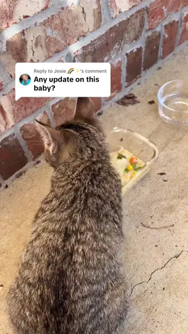 Replying to @Josie 🌈✨ she’s thriving right . Thank goodness it’s warm . We got a person that’s willing to bring her in . She’s so playful #catdistributionsystem #fypシ❤️💞❤️ #catsoftiktok #fypシ゚viral 