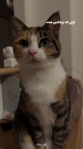 تولدتون مبارک پیشاپیش قشنگا♡ ماه بعدی رو شما انتخاب کنید تو کامنتا🫵🏻🫶🏻