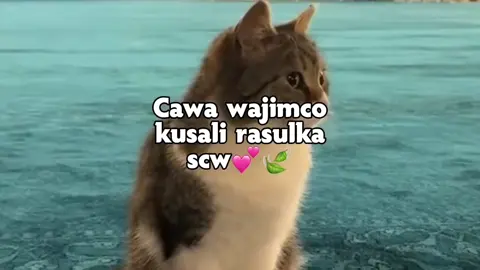 scw scw💕😭🤍 #muqdishotiktok🇸🇴🇸🇴❤ #jawibila🌊❤️🌴 #viwesproblem😭 #xabsileyyyy😂😭📚🖊️⛓️ 