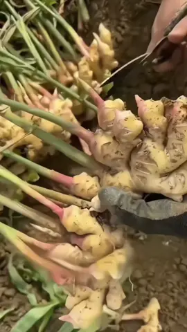 Tuyệt chiêu giúp gừng tươi roi rói cả năm