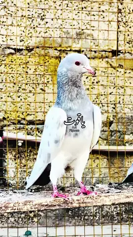 #foryou #munkirrr_paree_paree👑🔥💯😎✌🏻 #viralvideo #foryoupage❤️❤️ 