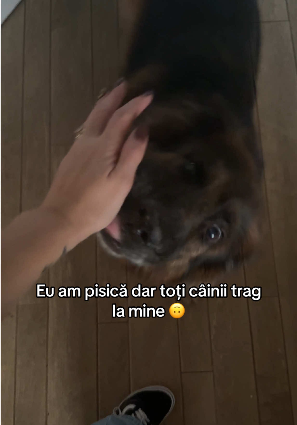 🤎🤎🤎 #dog #foryou #be #prieten 