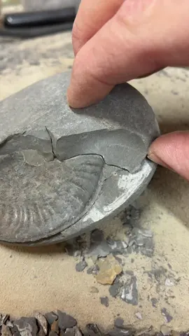 Piece by piece exposing this Pseudolioceras ammonite. I will post the finished prep of this ammonite soon. You should follow then you’ll see it 😉 #yorkshirecoast #fossilhunt #fossilprep #ammonite #jurassic 
