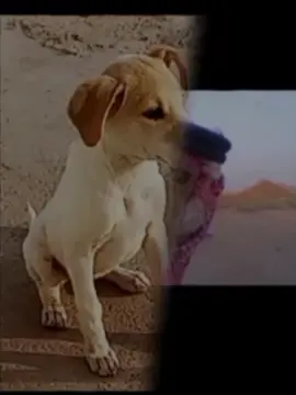 عزم أبوي أبد مامل 😂 نقفل لترند 🔒 ، #لايـك__explore___متـابـعـة  #عباراتكم_الفخمه📿📌  #تصميم_فيديوهات🎶🎤  #شعب_الصيني_ماله_حل😂😂 