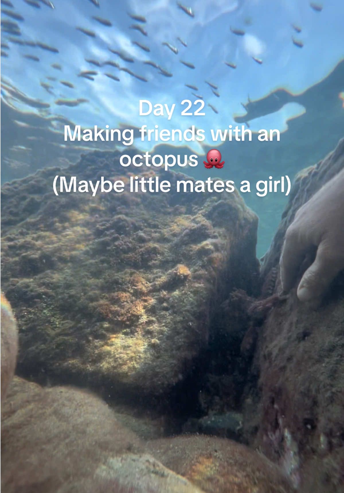 Day 22 - making friends with an octopus 🐙 (my little mates acting strangely towards me but we saved a fish from being someone’s dinner!) • • #octopus #octopusinteractions #ocean #sealife #diving 