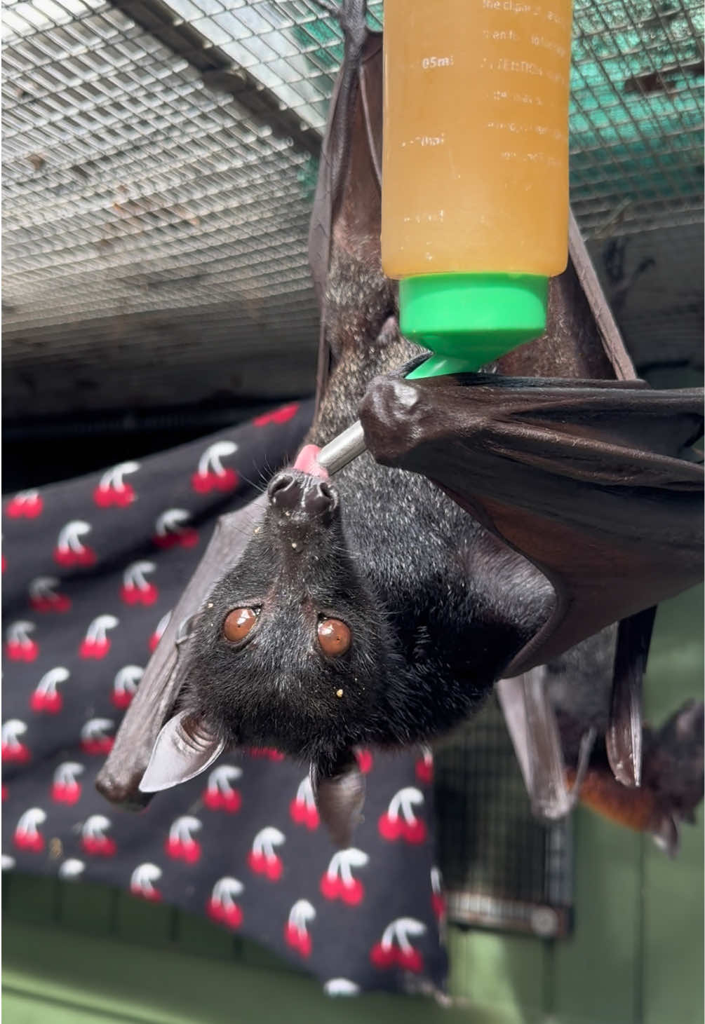 Oh to be a fruit bat sipping on fruit juice on #thirstythursday. If you’d like to send the bats some juice (or other fun snacks and toys) be sure to check out the Wishlist 🔗 in our bi0! 🦇 🧃 #cute #fypシ #bats #florida 