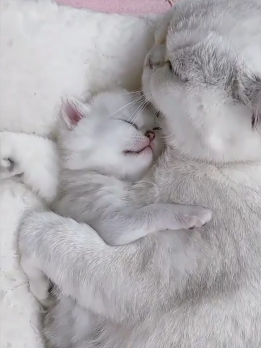 الام ام🥺 أجمل مشهد امومه في عالم القطط! 😻🐈#قطط_كيوت #cats_videos #حيونات_أليفه #قطط  #عالم_الفراء   