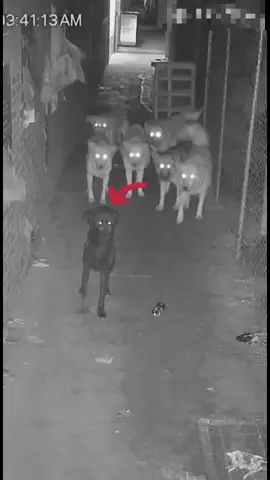 @Did you know? #قطر🇶🇦 #ParanormalActivity #truehorror #السعودية #truehorro 