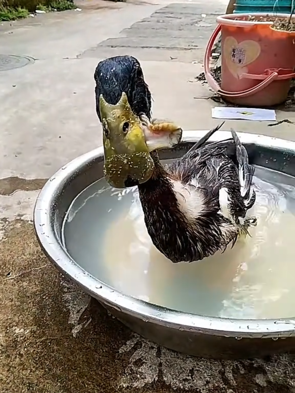 #haihuocvavuive #dongvathaihuoc #kenhgiaitri #giaitrivuive #dongvatdethuong 