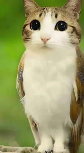 #ии #котосова #fypシ #