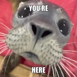 GET JOLLY | finally got motivation 😅 #silly #seals #seal #sealtok 