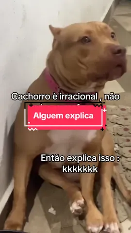 #pitbull #fyppppppppppppppppppppppp #fyppppppppppppppppppppppp #meme   Lkkkkkkkkk explica 