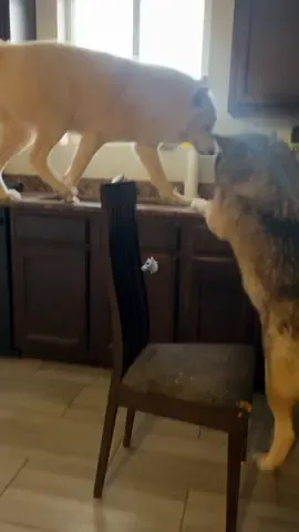 Don’t consider getting a wolfdog because you think they are going to look like a wolf and act like a dog. That’s a fantasy. ♥️🐺.           #keeperofthewolves #foryoupage #packpeculiar #savewolves #wolves 