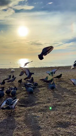 Kendini ğörürsün baksan gölğeme…🕊️#keşvettiktok #videoviral #sitorilikvidyolar #sözlervideolar #güvercinler 