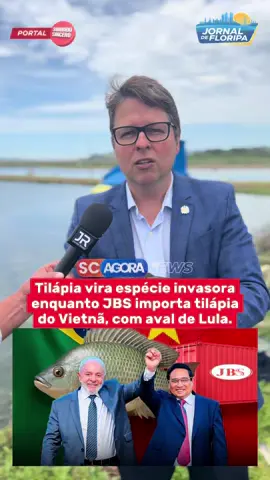 O governo Lula conseguiu mais uma: colocou a tilápia na lista de espécies invasoras gerando caos entre os produtores de peixe em todo o país. Enquanto isso, primeiro contêiner de tilápia importada pela JBS do Vietnã foi enviado ao Brasil em 6 de novembro; produtores alertam para impacto sanitário e econômico A piscicultura brasileira — um dos pilares da aquicultura nacional — vive dias de indignação e incerteza. O governo federal incluiu a tilápia na Lista Nacional Oficial de Espécies Exóticas Invasoras e, paralelamente, autorizou a importação do peixe vindo do Vietnã, numa decisão que acendeu o alerta entre criadores, entidades do setor e especialistas em sanidade animal. Mesmo sendo o peixe mais consumido do Brasil e gerando milhões de empregos, a tilapicultura brasileira enfrenta concorrência desleal com a entrada de 700 toneladas de peixe vietnamita trazidas pela JBS. Apesar de o Ministério do Meio Ambiente afirmar que a classificação da tilápia como exótica invasora tem apenas caráter técnico e preventivo, o setor teme que a medida abra espaço para restrições futuras, aumento da burocracia e até interpretações equivocadas por órgãos estaduais e municipais, que poderiam travar licenciamentos e comprometer novos investimentos. Fonte: Compre Rural #scagora #santacatarina #tilapia #bolsonaro #lula 