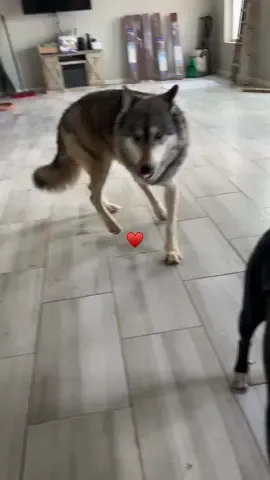 They are all dramatic. But why is Lucian a little extra? I attribute it to his eyesight. Lucian doesn’t see well. He is so good at compensating with his other senses outdoors, you may have not noticed. I use a lot of voice and touch. I also put every treat directly in his mouth with my hand. Other than those minor adjustments, I don’t treat this as a handicap. He’s wonderful and beautiful and perfect like everyone else.🔎👓.                                     #keeperofthewolves #foryoupage #savewolves #packpeculiar #wolves 