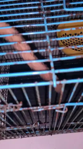 Sugar Glider Red Mystery