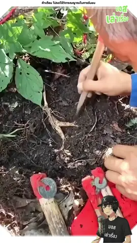 โสมวิ่งหนีได้จริงเหรอ #viral 