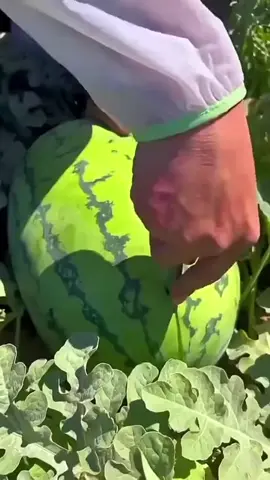 চরম হাসির ভিডিও দেখুন আর মন ভালো রাখুন 💕    #মজারভিডিও #foryou #fyp#foryoupage #trending 